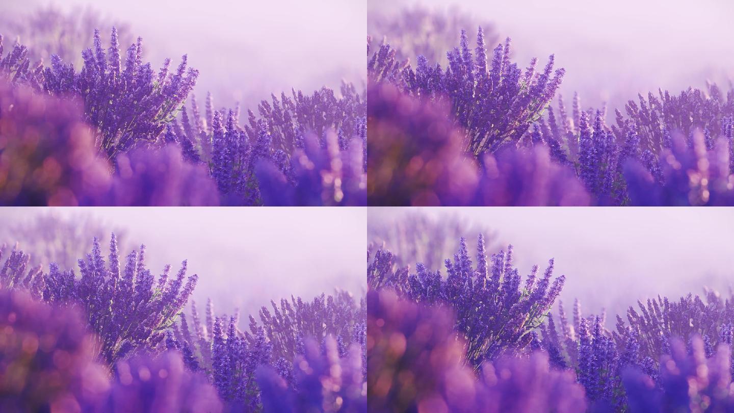 紫色薰衣草花海