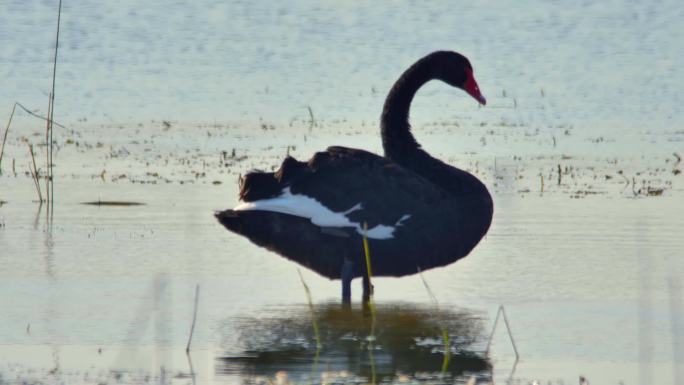 湿地黑天鹅