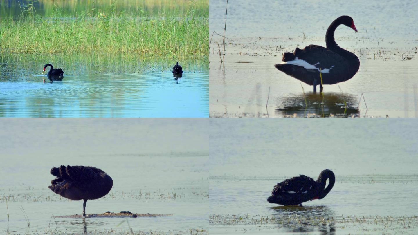 湿地黑天鹅