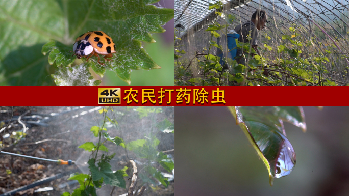 农民劳作葡萄树打药除虫