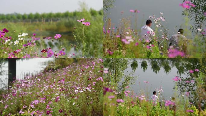 实拍美丽的格桑花