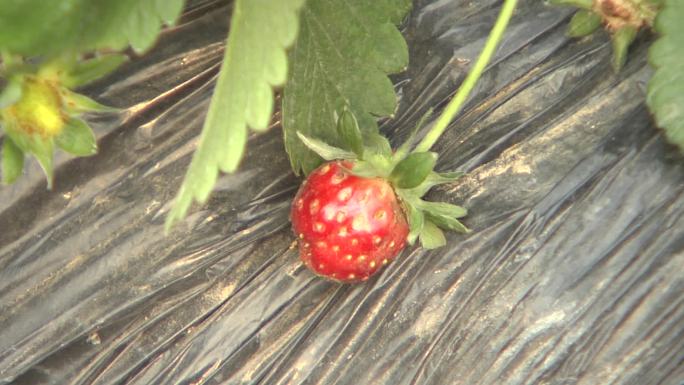 草莓种子浮出果畸形果
