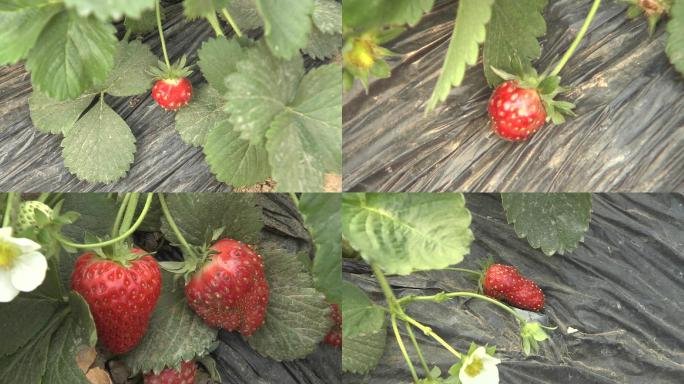 草莓种子浮出果畸形果
