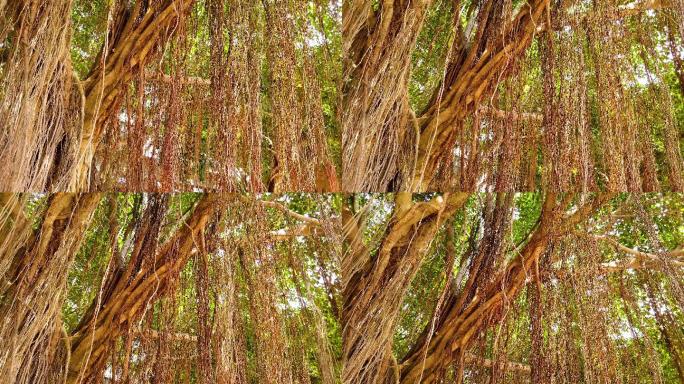 榕树的根须4K高清实拍