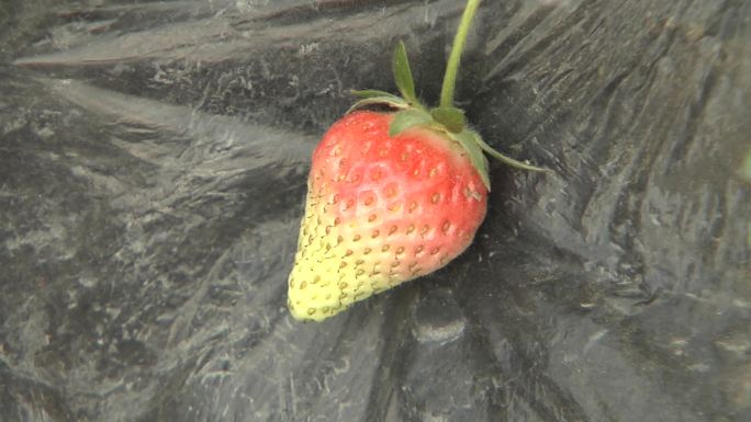 草莓温室顶端软质果