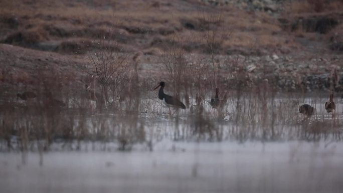 日出晨雾湿地晨雾中的黑鹳水鸟视频素材