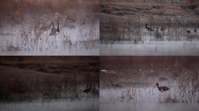 日出晨雾湿地晨雾中的黑鹳水鸟视频素材