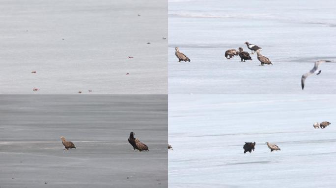 海雕秃鹫视频素材