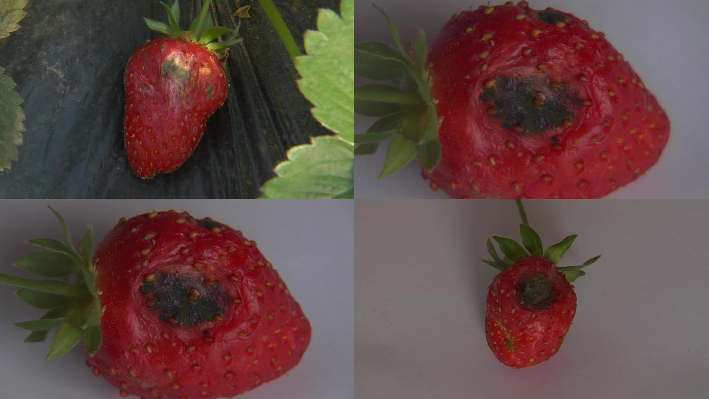 草莓炭疽病10