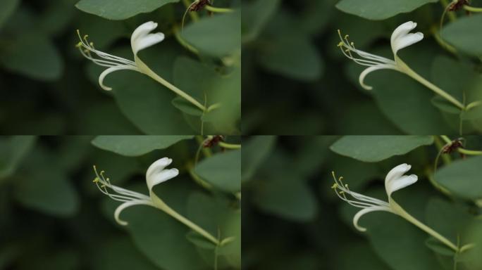 金银花实拍视频