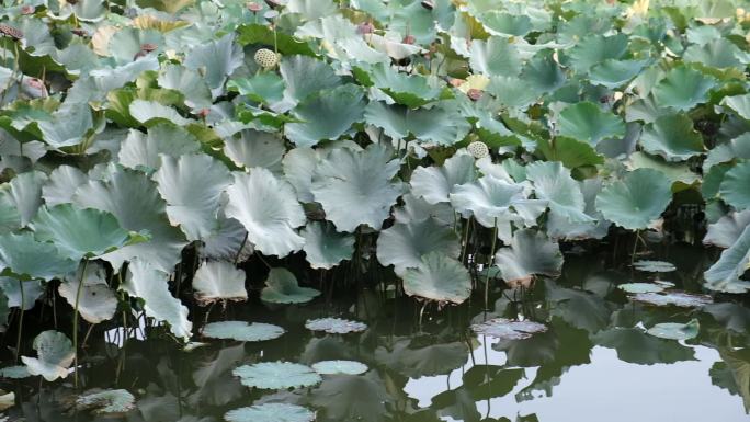 平静的人工湖面荷花莲花游船