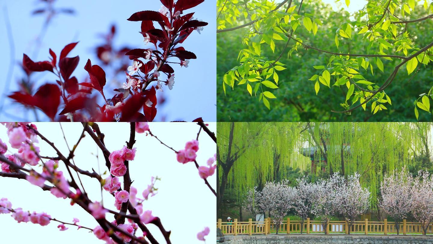 春天花卉鲜花绿叶
