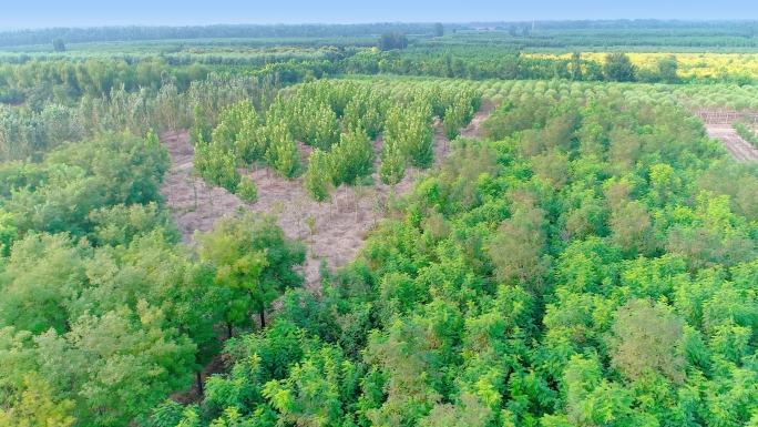 【原创】大规模苗圃基地