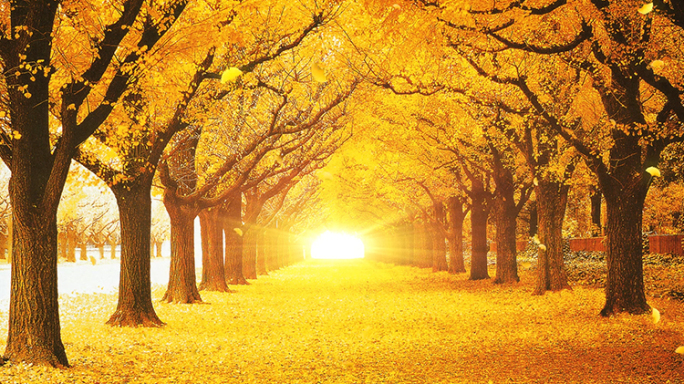 金色秋天落叶秋季树林林荫大道视频