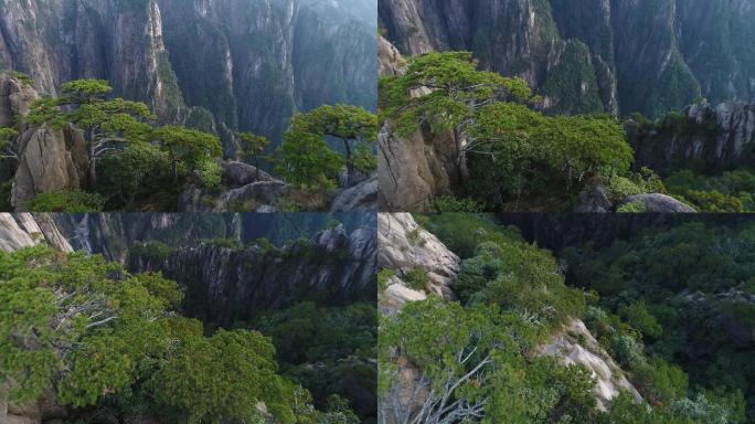 视频原素材-航拍安徽黄山西海大峡谷黄山松