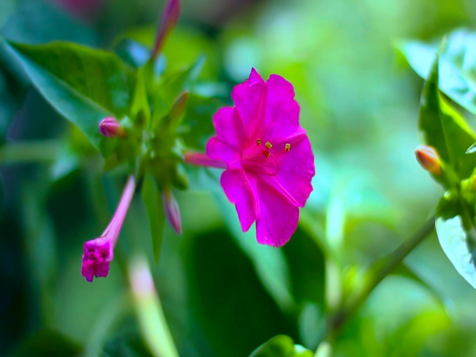 紫茉莉地雷花烧汤花