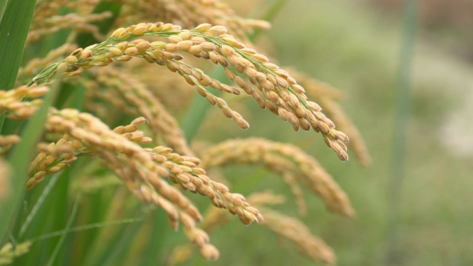 成熟水稻丰收实拍高清素材