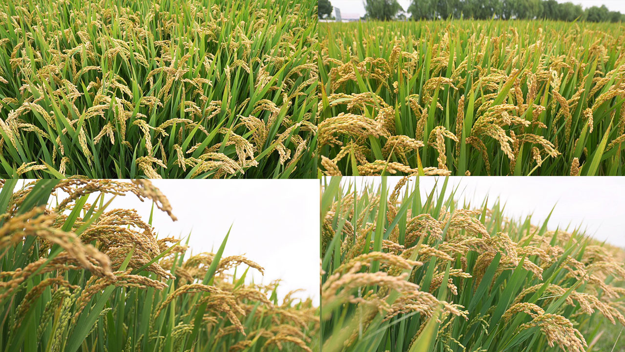 成熟水稻丰收实拍高清素材