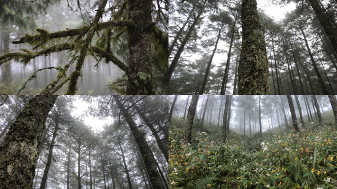 【原创】4K早晨白雾森林实拍视频素材