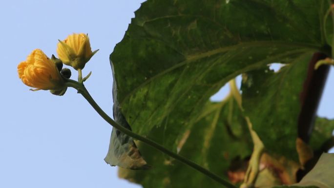 丝瓜花