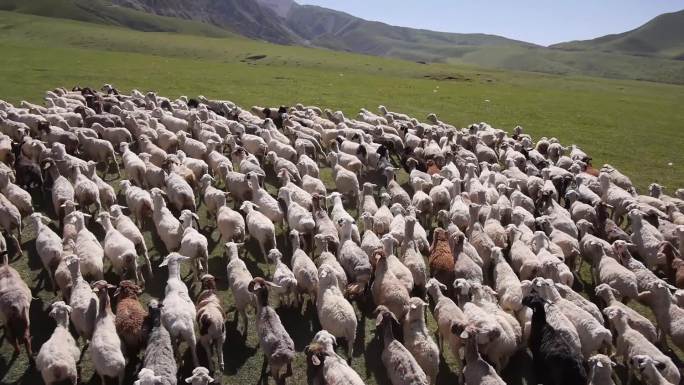 羊群草原航拍