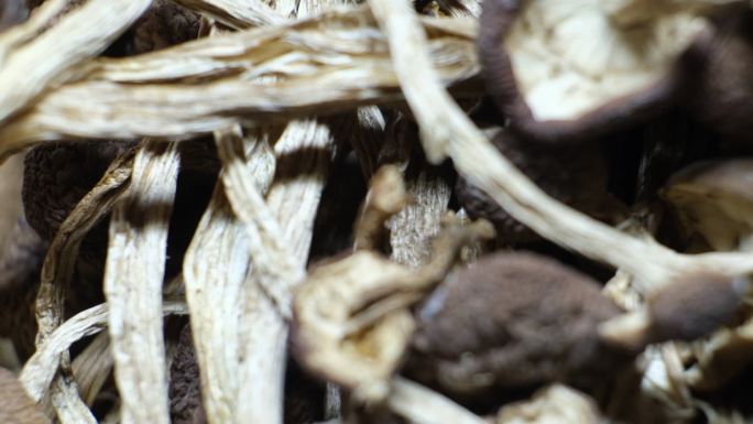 福建野生茶树菇茶树菇蘑菇种植菇菌