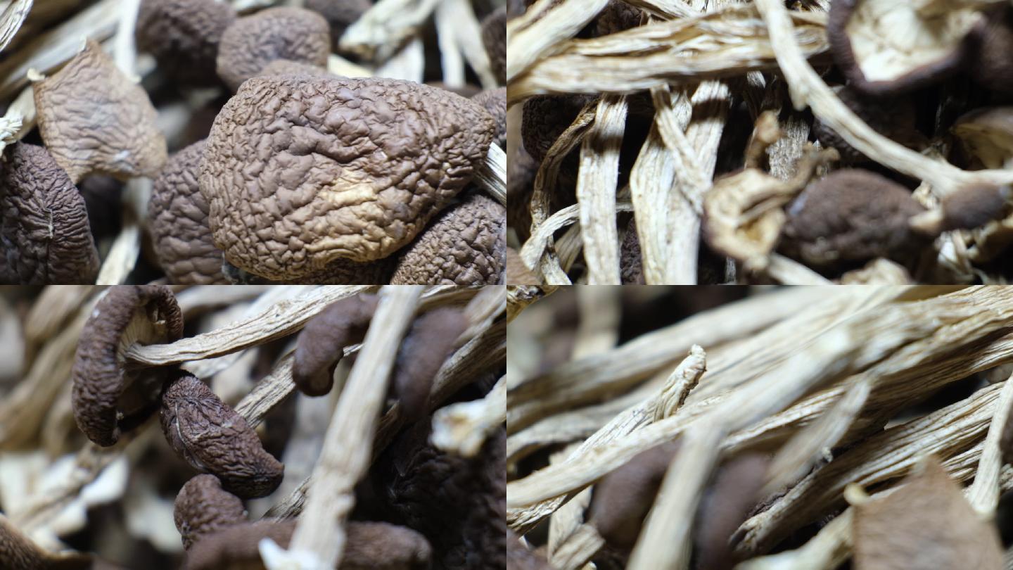 福建野生茶树菇茶树菇蘑菇种植菇菌