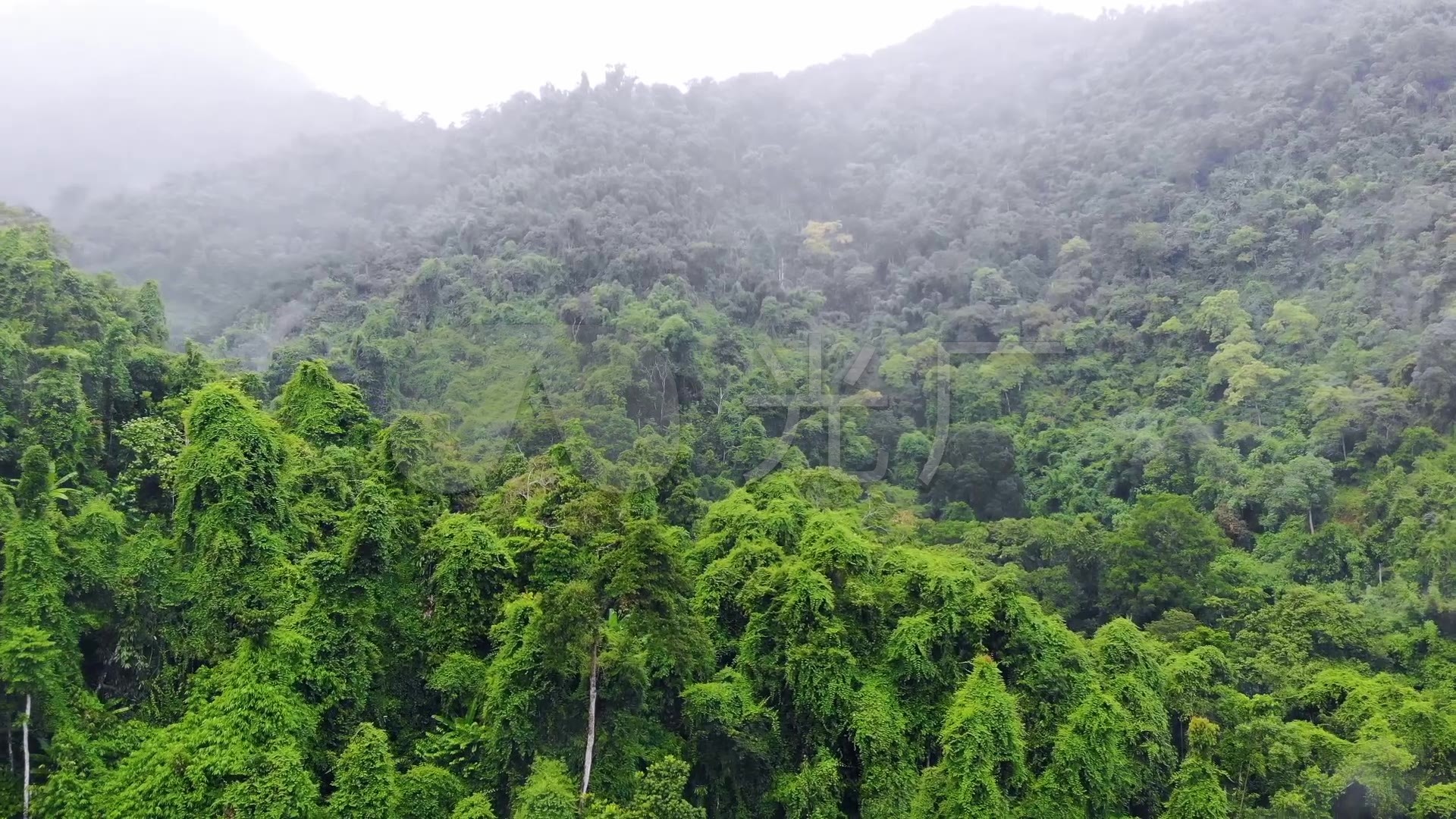 印度喀拉拉邦热带森林 库存图片. 图片 包括有 旅游业, 目的地, 工厂, 假期, 青苔, 颜色, 周围 - 156723379