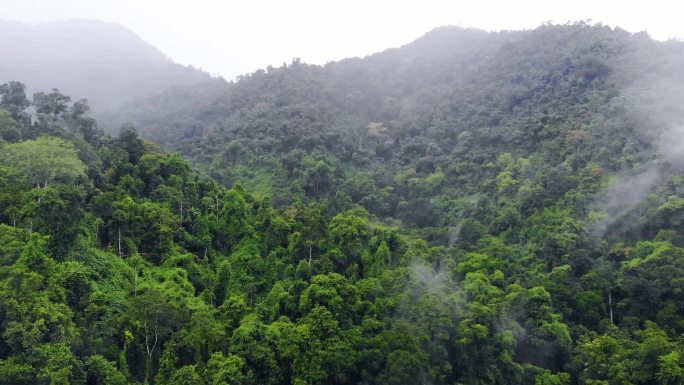 西双版纳热带雨林航拍