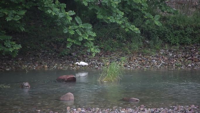 细雨中在小河边觅食的白鹭