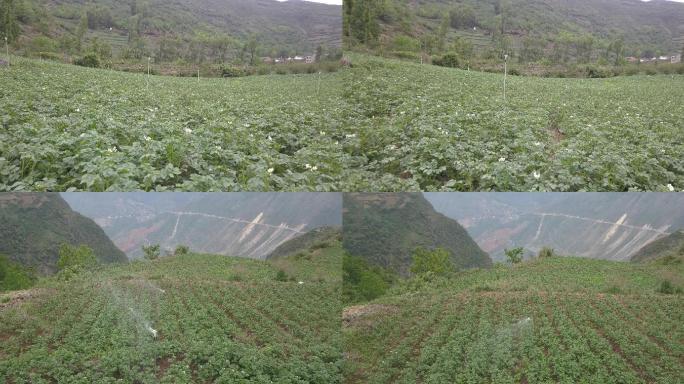 人工灌溉土豆花