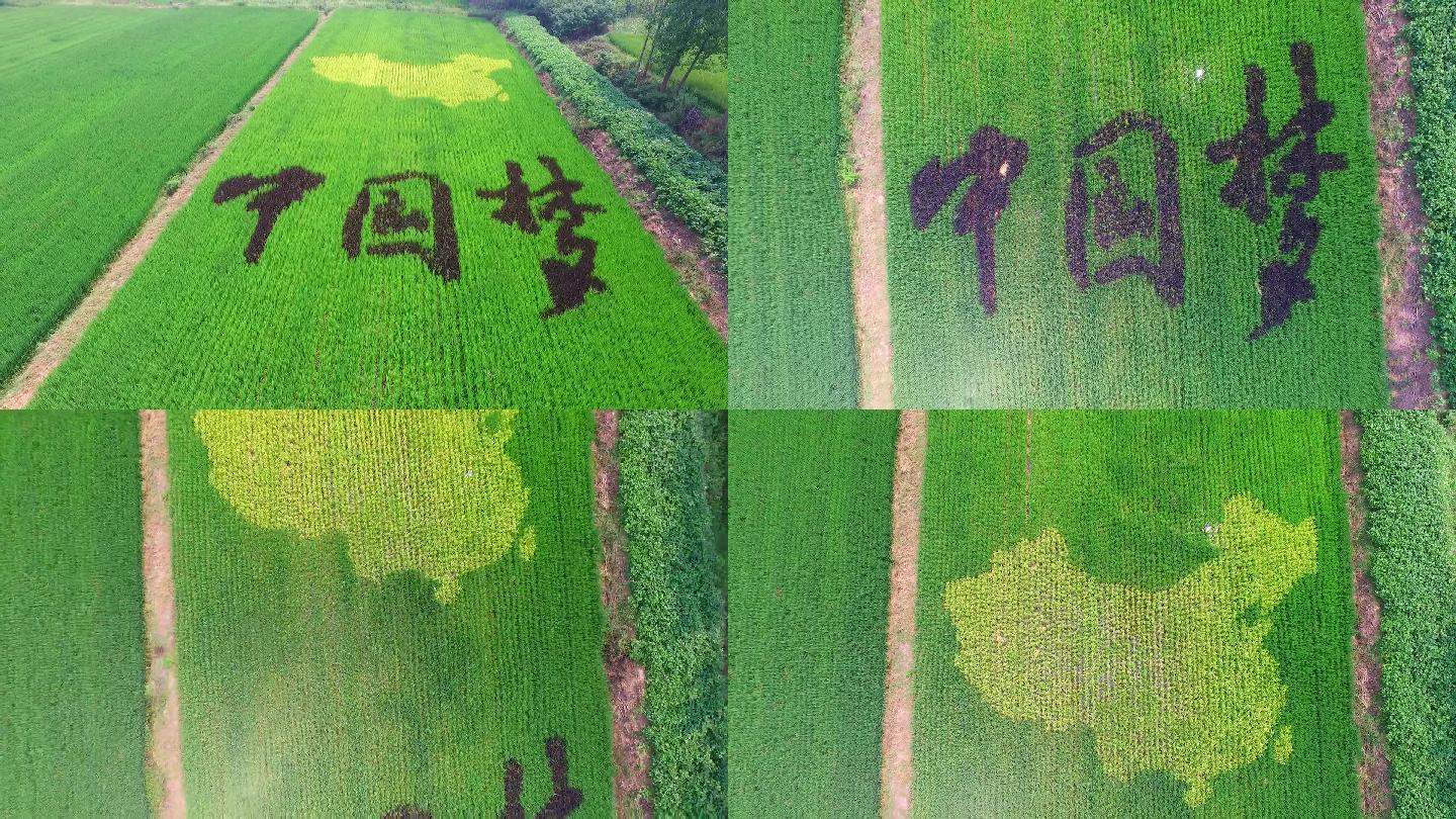 航拍彩色水稻稻田中国梦