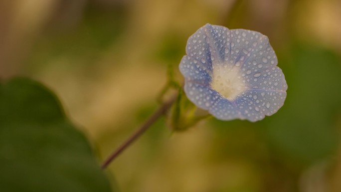 牵牛花延时合成4k