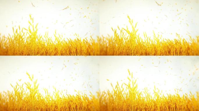 小麦丰收日无限循环背景