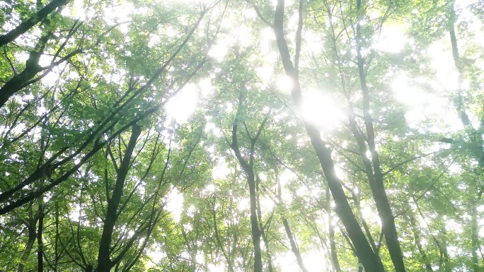 阳光穿过树林朦胧唯美的风景