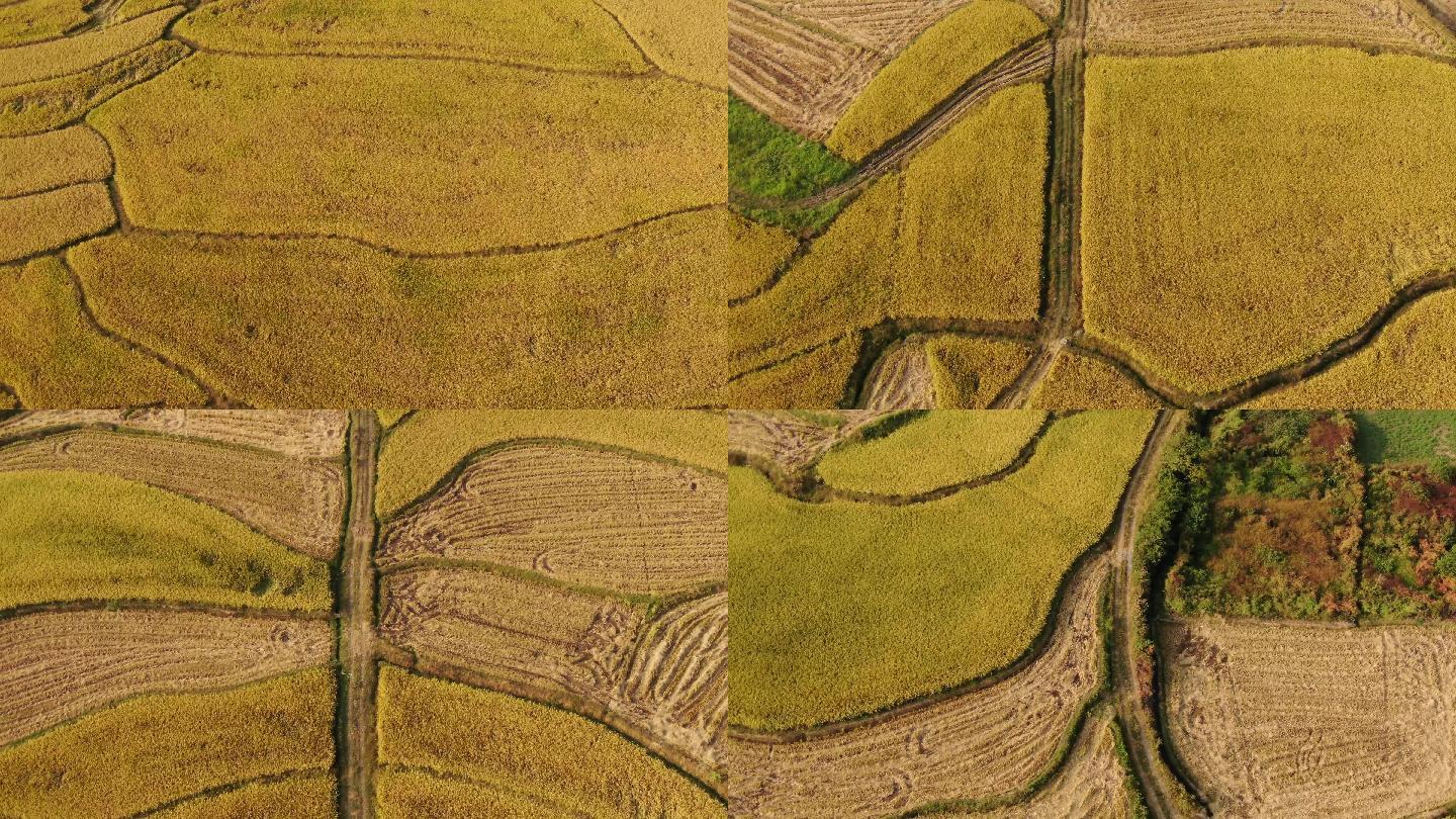 秋季农村稻田，金黄的稻田航拍4K
