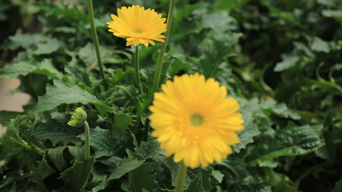 【原创】现代高效农业种植之四非洲菊种植基