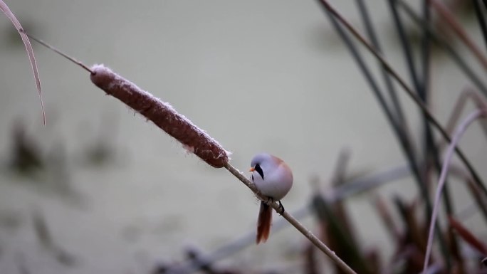 鸟类芦苇花芦棒上的文须雀视频素材