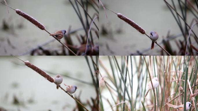 鸟类芦苇花芦棒上的文须雀视频素材