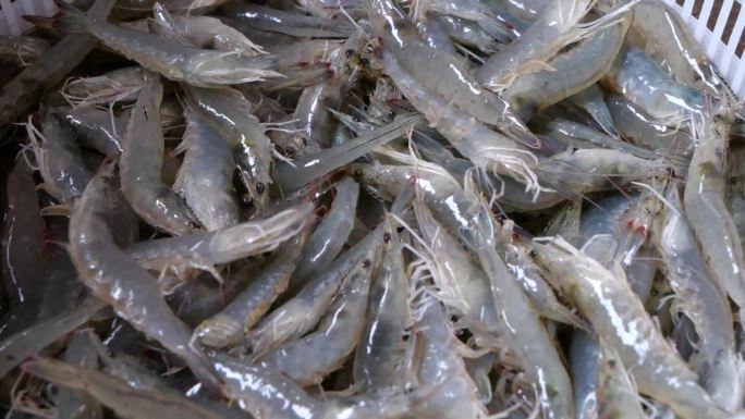 虾子养殖对虾水产
