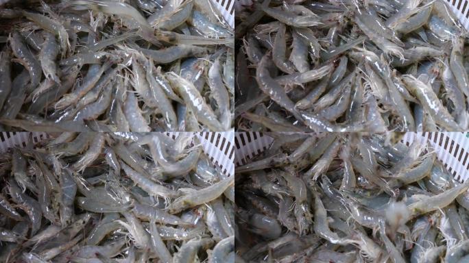 虾子养殖对虾水产