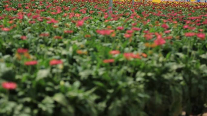 【原创】现代高效农业种植之一非洲菊种植基