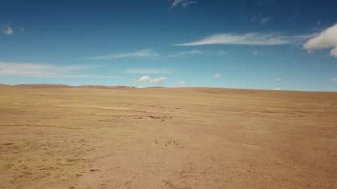 航拍可可西里草原和藏羚羊奔跑