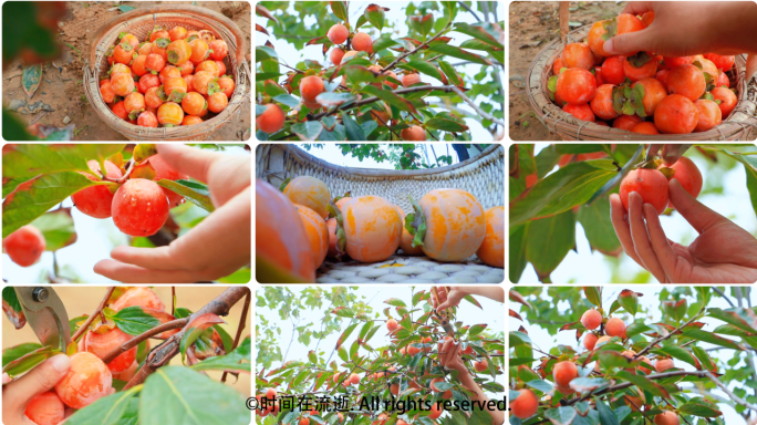 秋季收获柿子