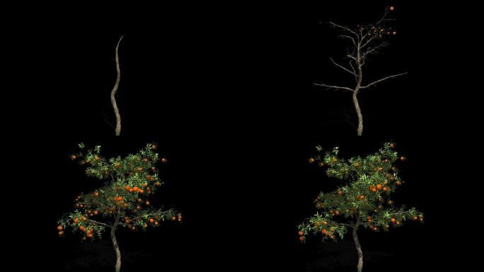 4K树木生长动画素材