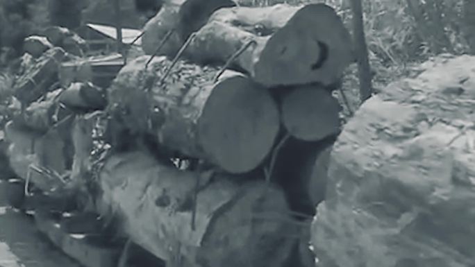 上世纪砍树伐木材加工