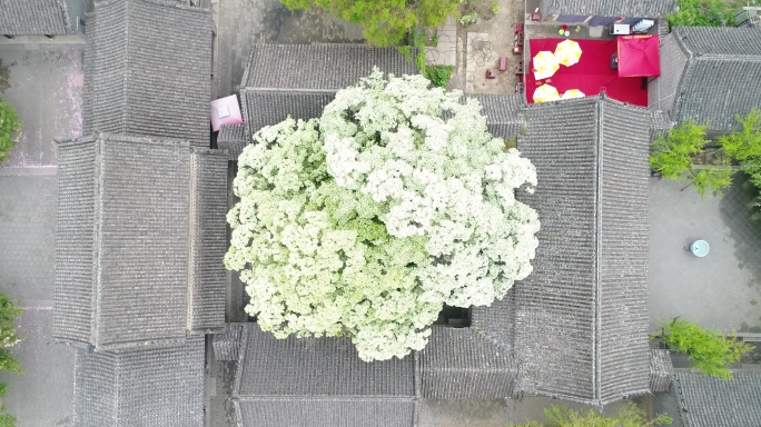 航拍孟府孟庙流苏花开视频