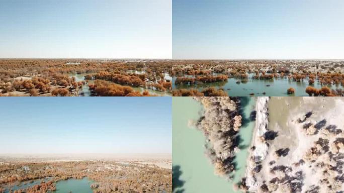 新疆若羌塔里木盆地湖水中金色的胡杨林