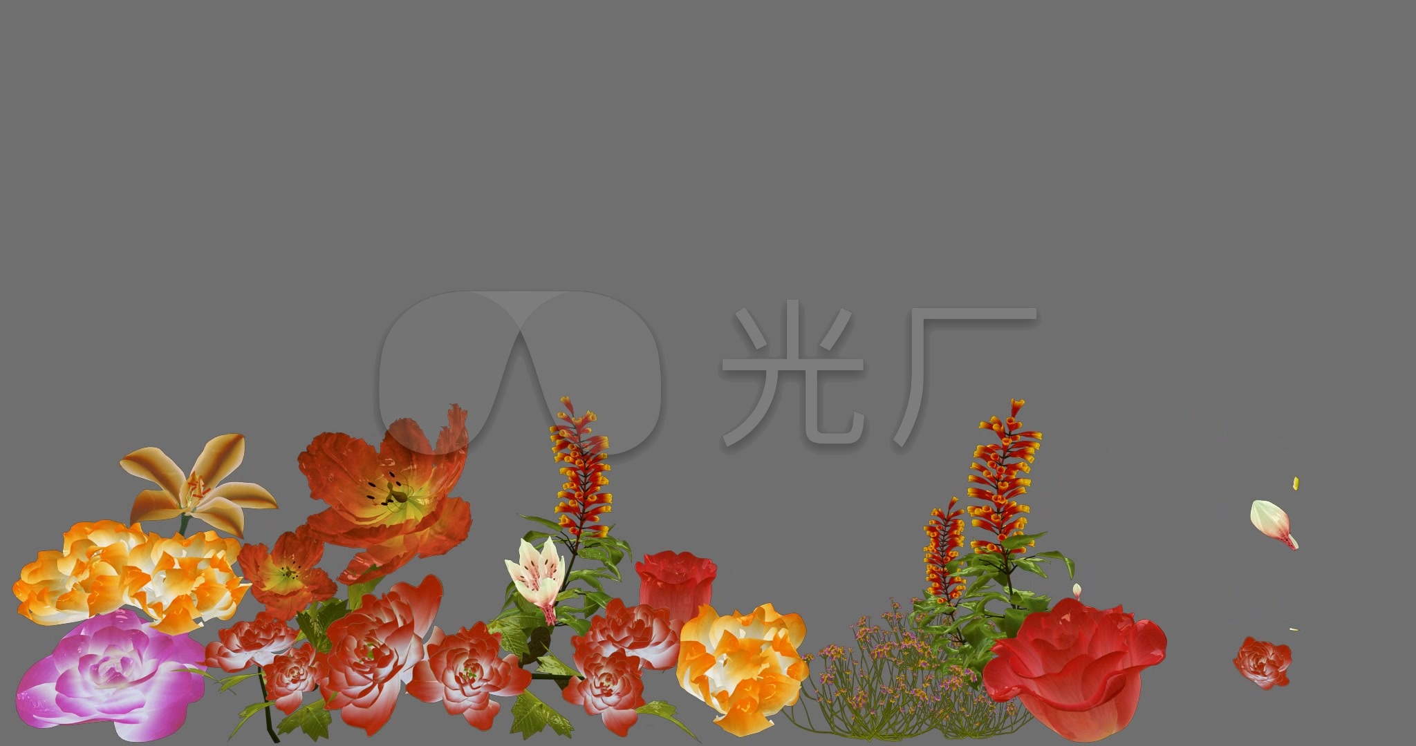 花开动画花生长动态花开（带透明通道）_其他下载(编号:3986526)_其他_光厂(VJ师网) www.vjshi.com