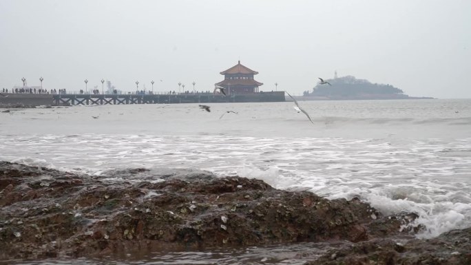 海边海鸥飞翔游客喂海鸥旅游宣传片